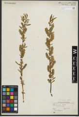Foto von Salix rigida Muhl.